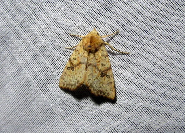 Tiliacea sulphurago - kénes sárgabagoly