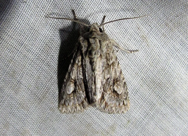 Meganephria bimaculosa - kétfoltos szilbagoly