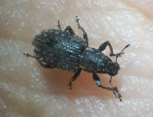 Sitona hispidulus - szőrös csipkézőbogár