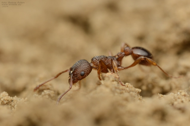 Myrmica specioides - pusztai bütyköshangya