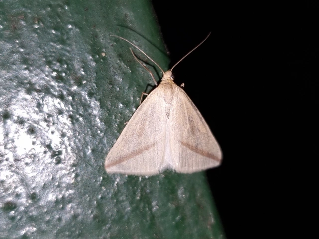 Rhodometra sacraria - rózsacsíkos araszoló