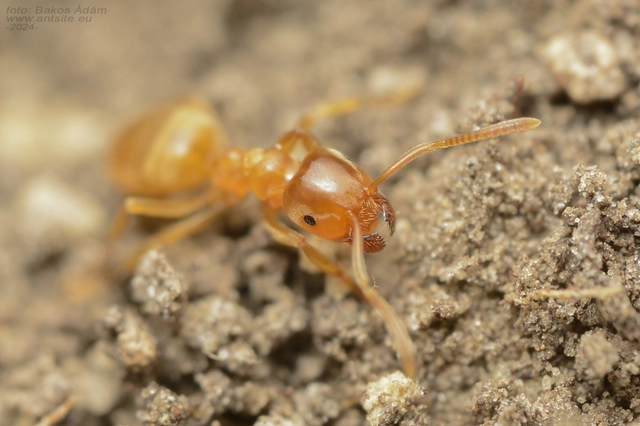 Lasius flavus - gyakori borostyánhangya