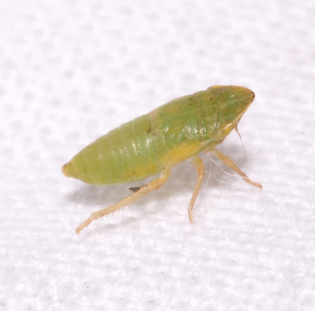 Aphrodes