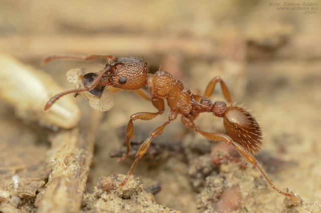 Myrmica sabuleti - gyakori bütyköshangya