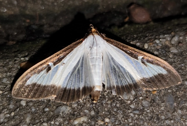 Cydalima perspectalis - puszpáng-tűzmoly