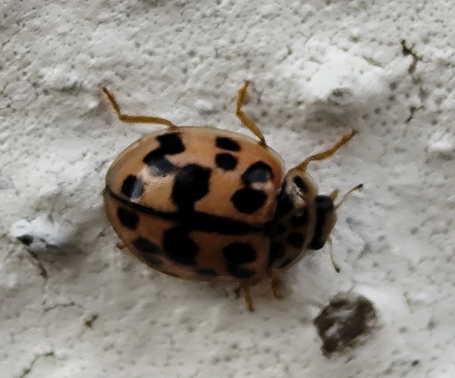Oenopia conglobata - rózsás katica