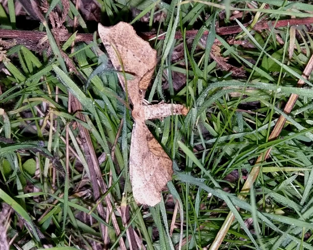 Artiora evonymaria - kecskerágó-araszoló