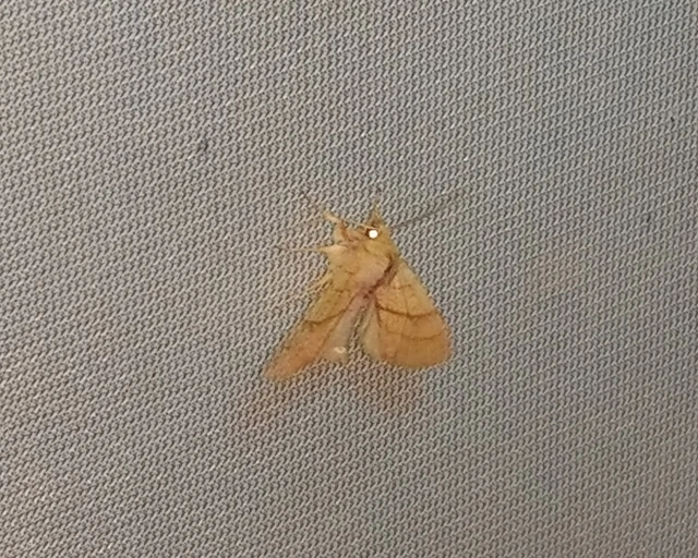 Tiliacea citrago - citromszínű sárgabagoly