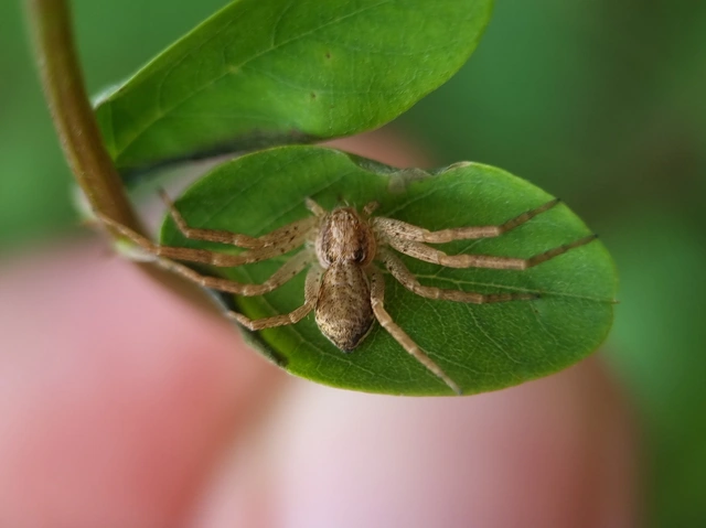 Philodromus
