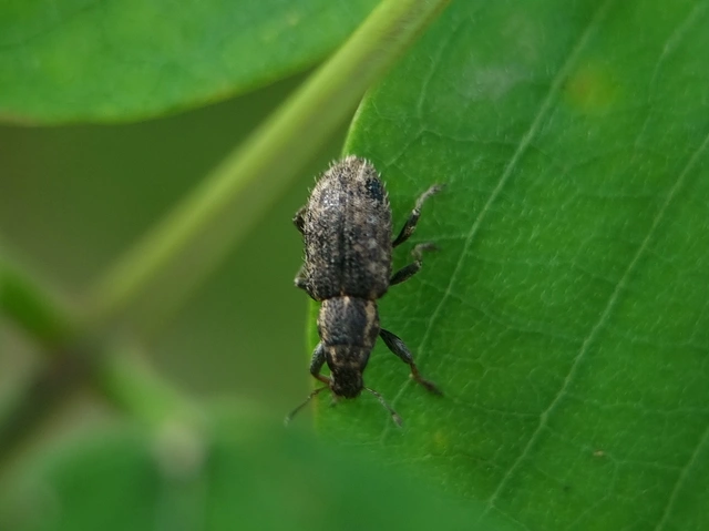 Sitona hispidulus - szőrös csipkézőbogár