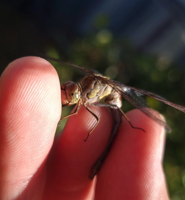 Sympetrum striolatum - harántsávos katona-szitakötő