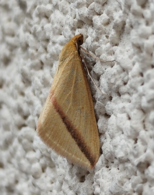 Rhodometra sacraria - rózsacsíkos araszoló