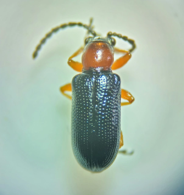 Oulema melanopus - veresnyakú árpabogár
