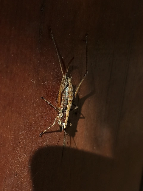 Yersinella raymondi