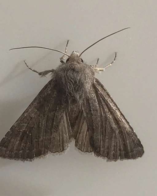Aporophyla lutulenta - sziki őszibagoly