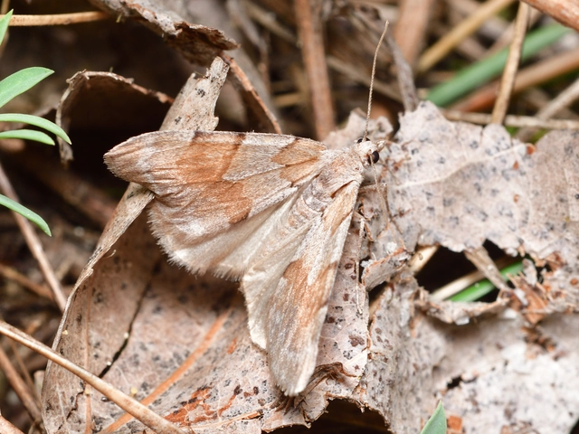 Pennithera firmata - sárgásvörös fenyőaraszoló