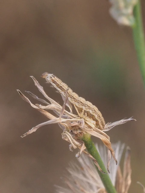 Schinia cognata - nyúlparéj-nappalibagoly
