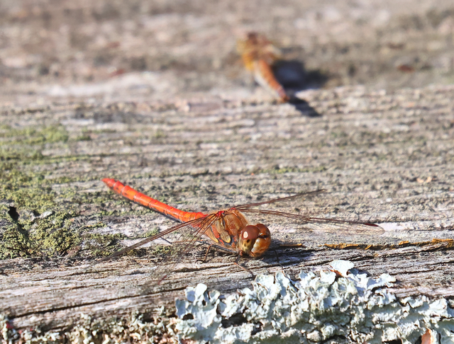 Sympetrum striolatum - harántsávos katona-szitakötő