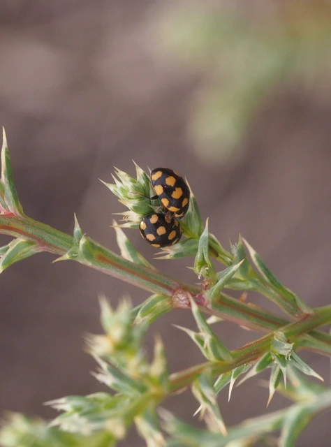 Coccinula quatuordecimpustulata - feketesárga katóka