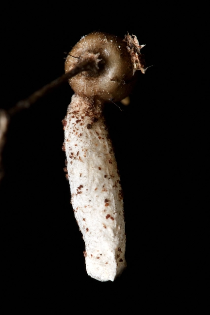 Coleophora silenella - habszegfű-zsákosmoly