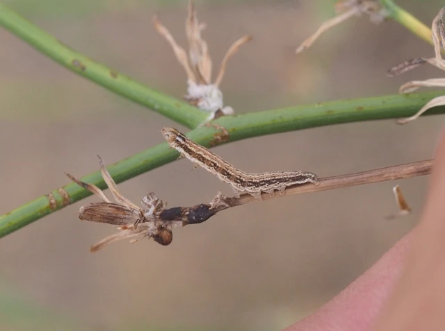Schinia cognata - nyúlparéj-nappalibagoly