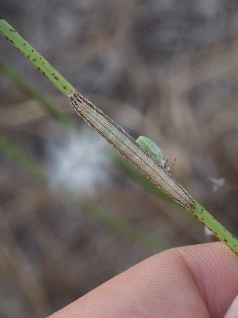 Schinia cognata - nyúlparéj-nappalibagoly