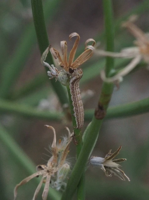 Schinia cognata - nyúlparéj-nappalibagoly