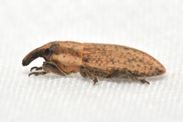 Lixus brevipes - vaskosorrú dudvabarkó