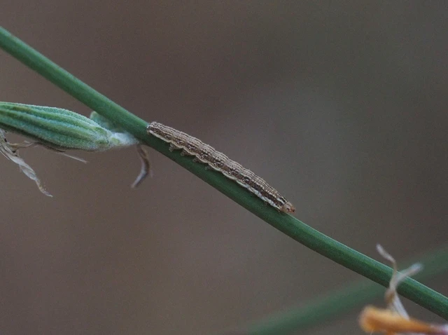 Schinia cognata - nyúlparéj-nappalibagoly