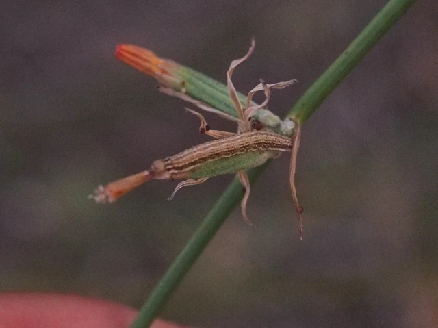 Schinia cognata - nyúlparéj-nappalibagoly