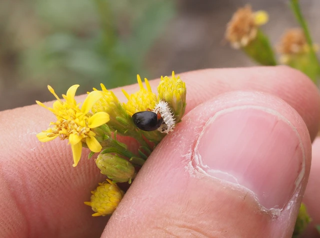 Parexochomus nigromaculatus - egyszínű szerecsenkata