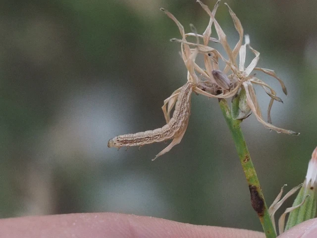 Schinia cognata - nyúlparéj-nappalibagoly