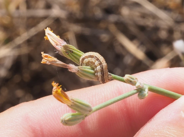 Schinia cognata - nyúlparéj-nappalibagoly