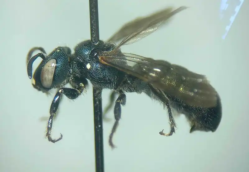 Ceratina chalybea