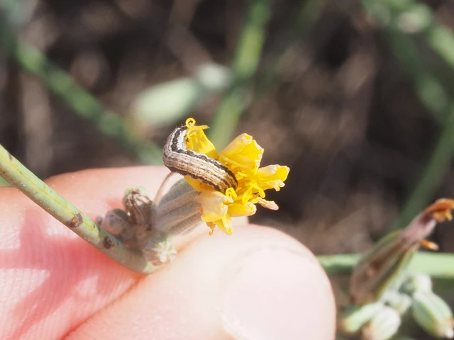 Schinia cognata - nyúlparéj-nappalibagoly