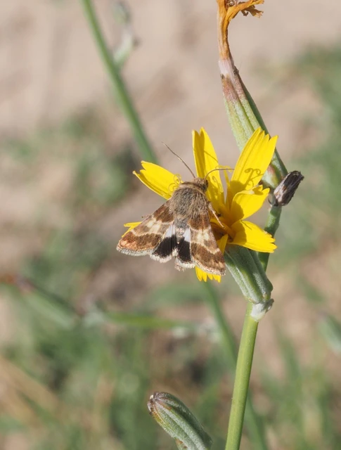 Schinia cognata - nyúlparéj-nappalibagoly