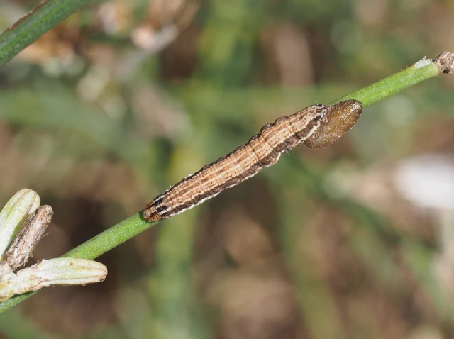 Schinia cognata - nyúlparéj-nappalibagoly