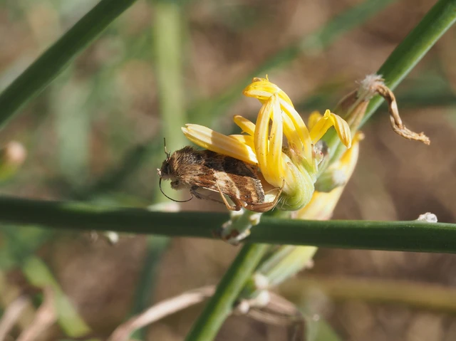 Schinia cognata - nyúlparéj-nappalibagoly