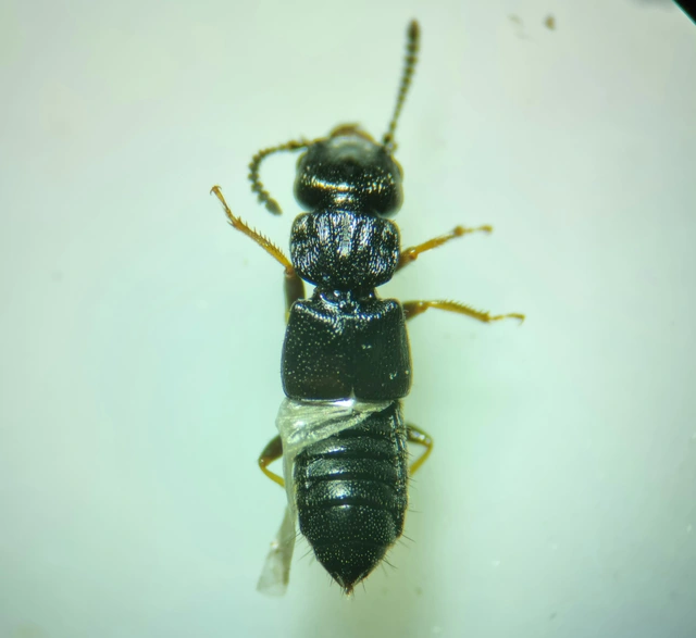Anotylus hybridus - erdei korhóholyva Anotylus hybridus - erdei korhóholyva
