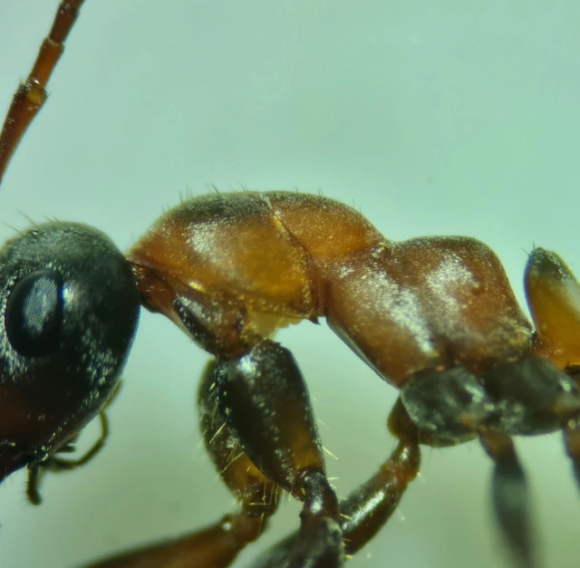 Formica rufibarbis - vörös rabszolgahangya