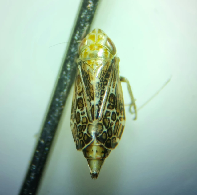 Errastunus ocellaris
