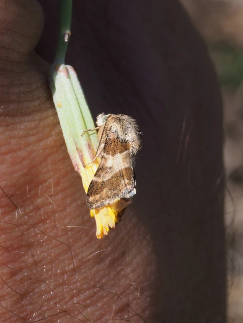 Schinia cognata - nyúlparéj-nappalibagoly