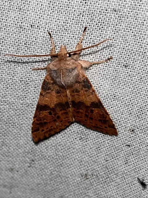 Cirrhia ocellaris - fakó sárgabagoly