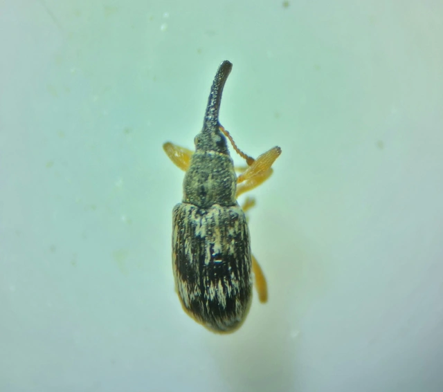 Taeniapion urticarium - csalán-cickányormányos
