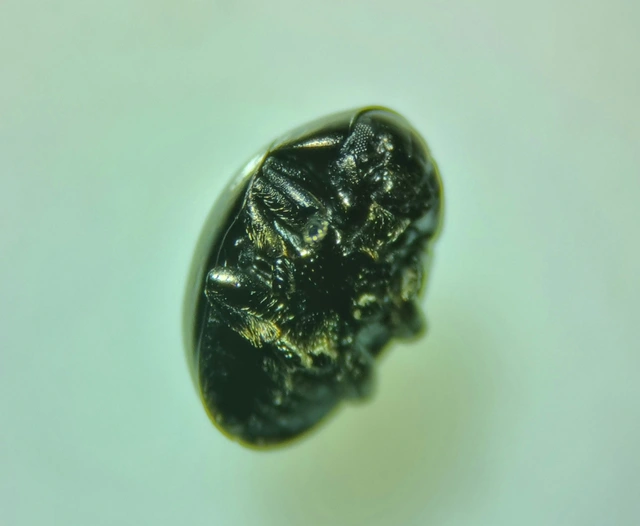 Oomorphus concolor - podagra-gömblevelész