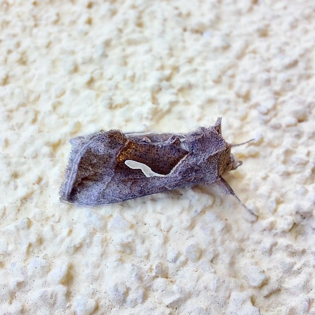 Macdunnoughia confusa - cseppfoltos ezüstbagoly