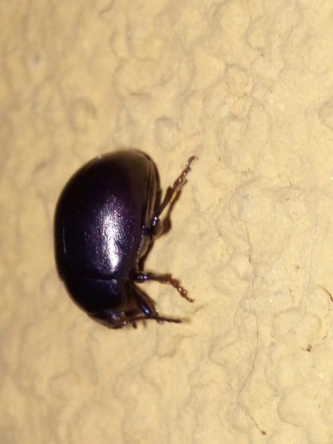 Chrysolina sturmi - vöröslábú levelész