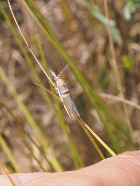Etiella zinckenella - akácmoly