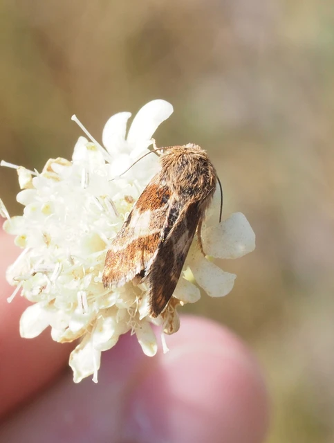 Schinia cognata - nyúlparéj-nappalibagoly