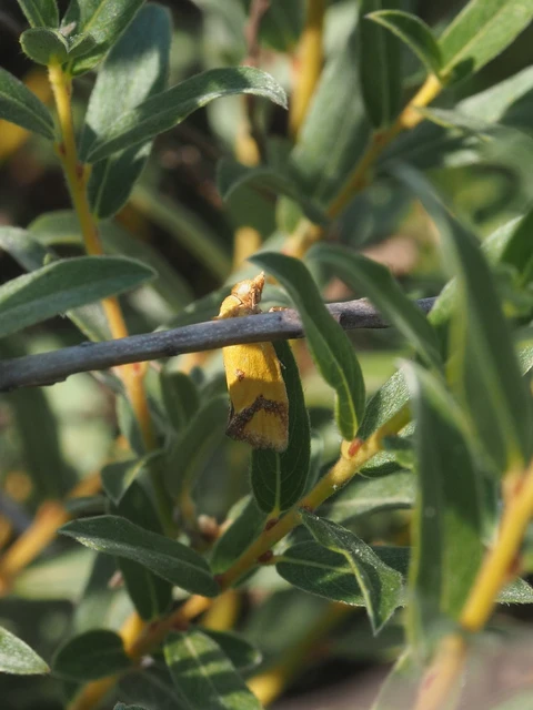 Agapeta zoegana - barnacsíkos sárgamoly